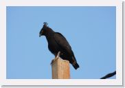 09AkagaraToKigali - 4 * Long-crested Eagle.